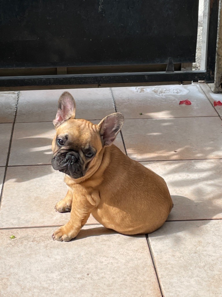 Du Clan Des Omatikayas - Chiot disponible  - Bouledogue français